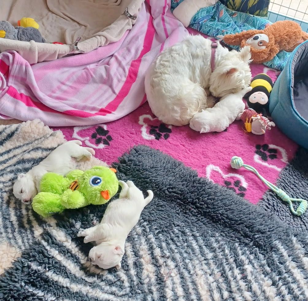 4 Chiots Westie LOF Disponibles