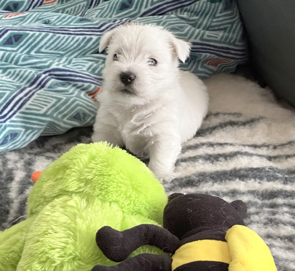 Des Chevaliers De La Croix Sud - Chiots disponibles - West Highland White Terrier