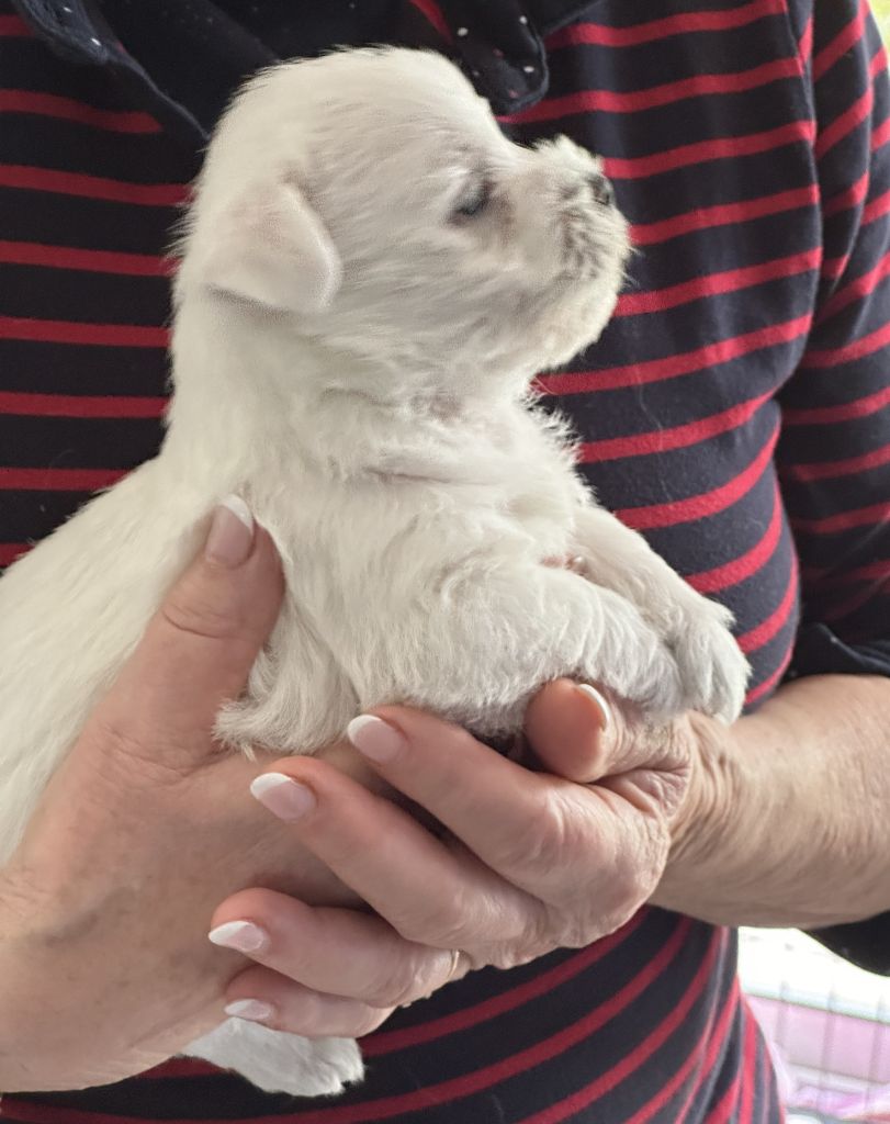 Des Chevaliers De La Croix Sud - Chiots disponibles - West Highland White Terrier