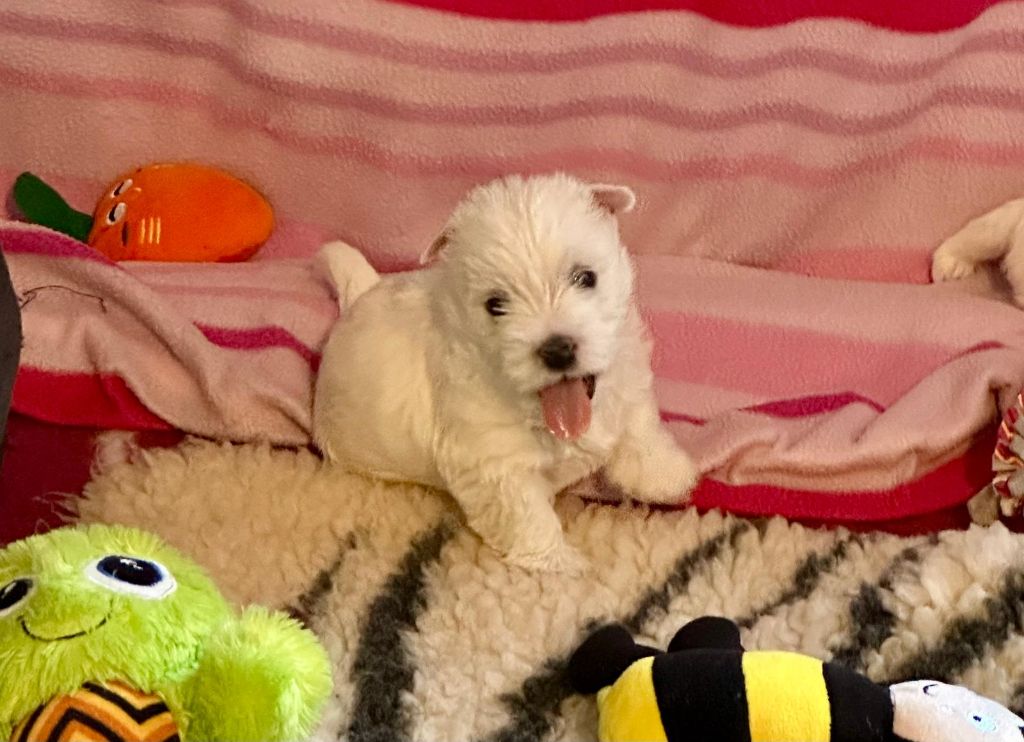 Des Chevaliers De La Croix Sud - Chiots disponibles - West Highland White Terrier