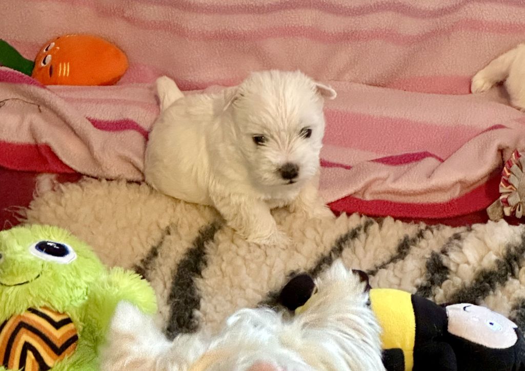 Des Chevaliers De La Croix Sud - Chiots disponibles - West Highland White Terrier
