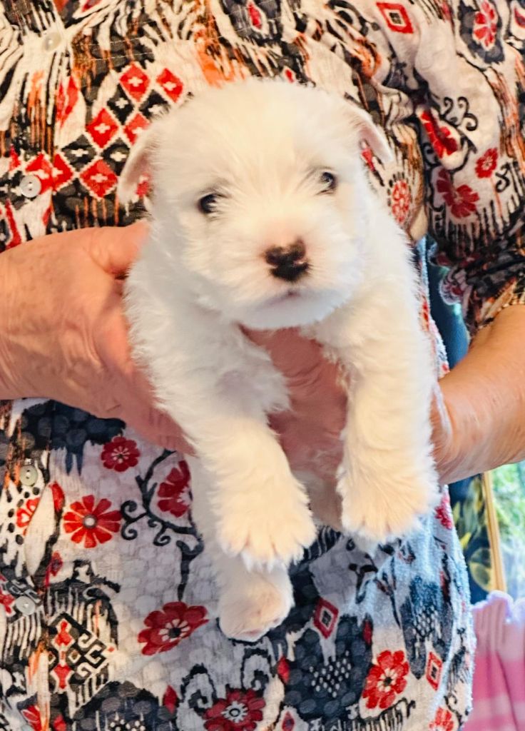 Des Chevaliers De La Croix Sud - Chiots disponibles - West Highland White Terrier