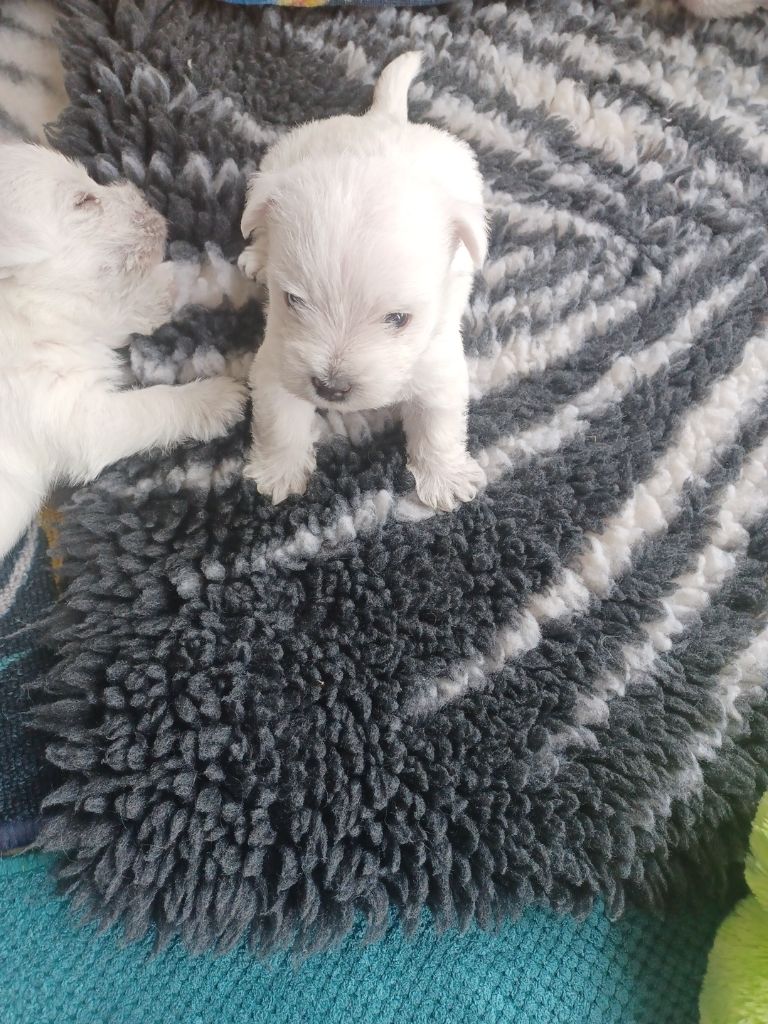 Des Chevaliers De La Croix Sud - Chiots disponibles - West Highland White Terrier