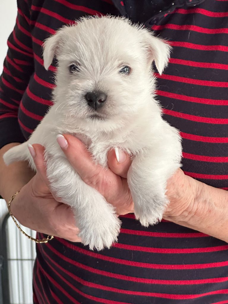 Des Chevaliers De La Croix Sud - Chiots disponibles - West Highland White Terrier