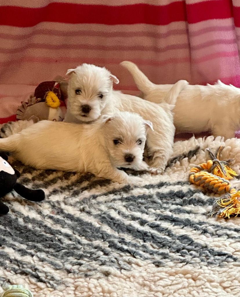 Chiot West Highland White Terrier Des Chevaliers De La Croix Sud