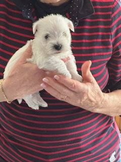 Des Chevaliers De La Croix Sud - Chiots disponibles - West Highland White Terrier