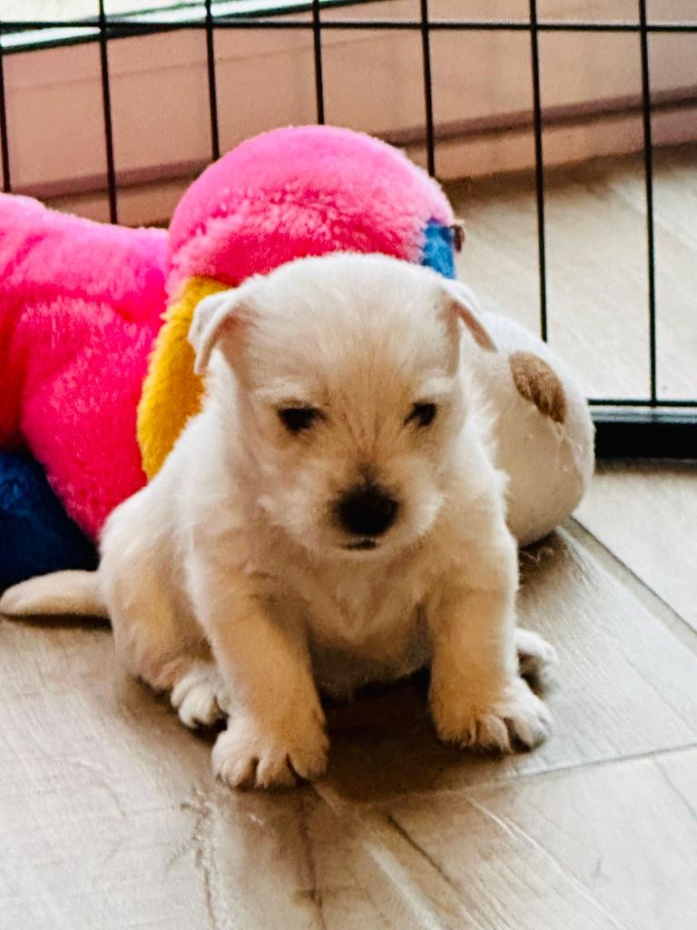 Des Chevaliers De La Croix Sud - Chiots disponibles - West Highland White Terrier