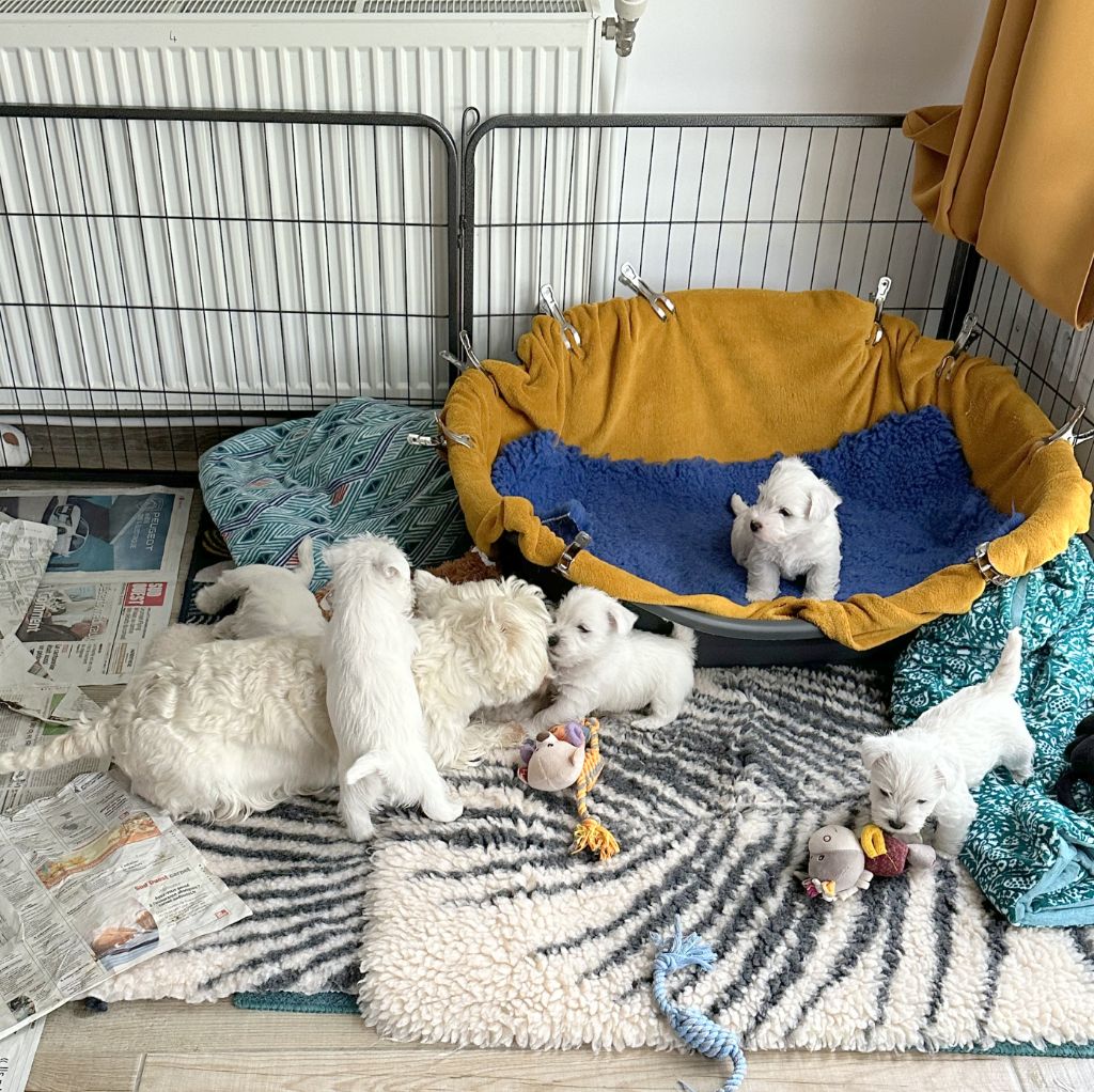 Chiot West Highland White Terrier Des Chevaliers De La Croix Sud